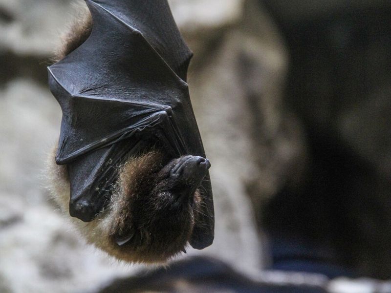 bat-removal