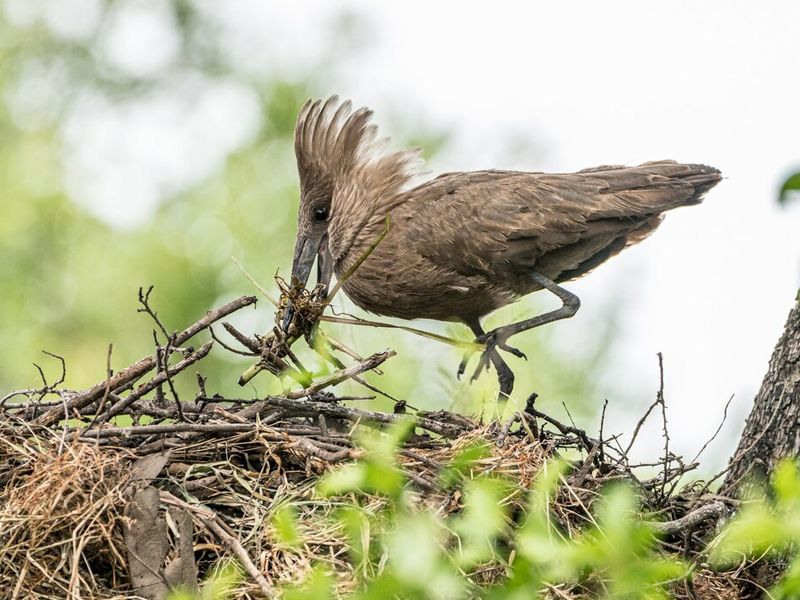 birds-removal