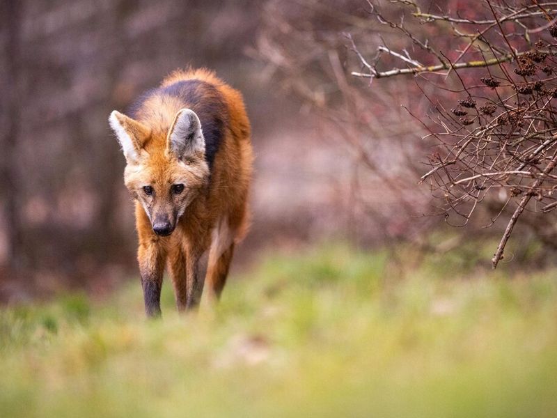 fox-removal