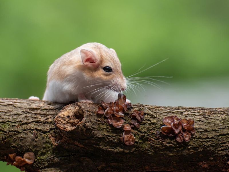 mice-removal