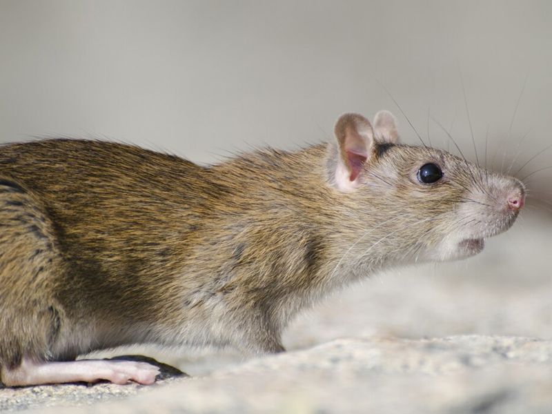rat-removal