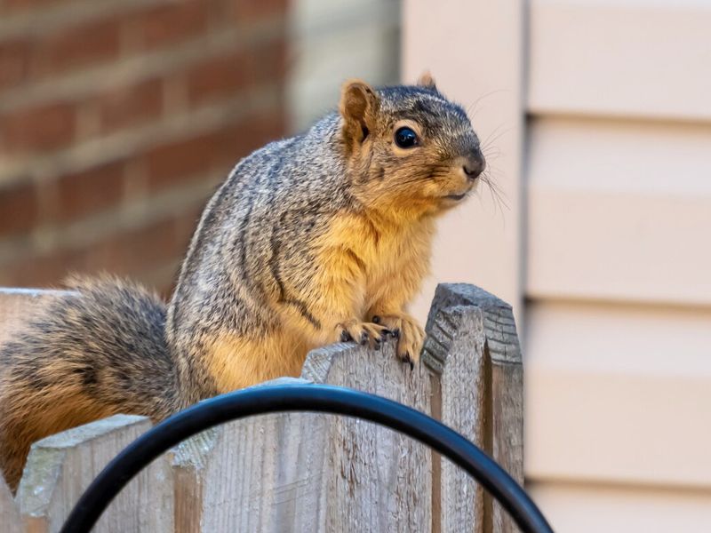 squirrel-removal