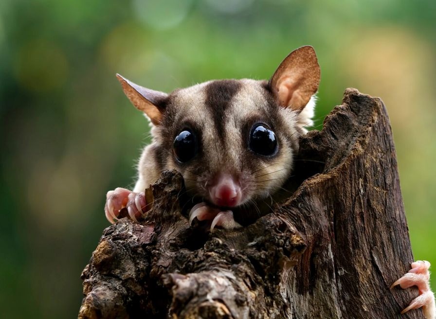 wildlife-removal-new-002.jpg