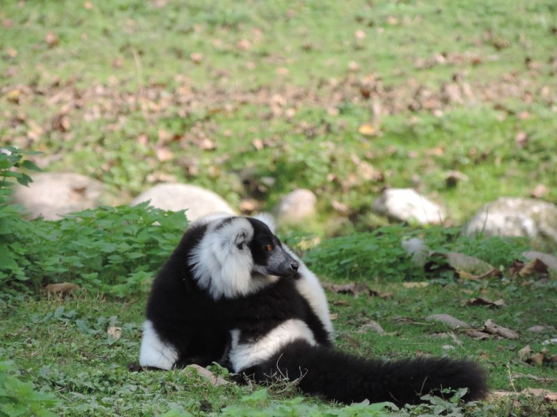 cute-black-white-striped-monkey-greenfield